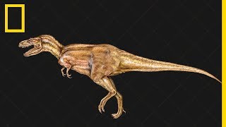 Tout comprendre sur  lévolution des dinosaures [upl. by Giovanna]