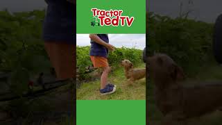 Scrummy Berry Moo 🍦  Tractor Ted Shorts  Tractor Ted Official Channel [upl. by Aharon]