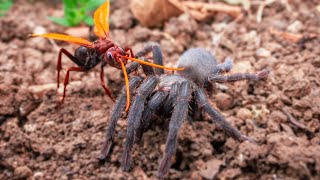 Deadliest Wasp Attacked Big Spider [upl. by Aro]