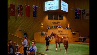 LIVE Karaka 2024 Yearling Sale Book 1 Day Two [upl. by Keppel138]