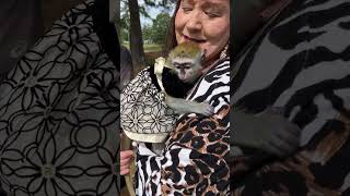 Watch as spider monkeys visit with a vervet and a marmoset in the Longs South Carolina [upl. by Maiah420]