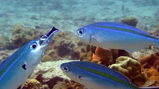 Putzerfische Cleaner Fish  Cleaner Wrasses [upl. by Redliw188]