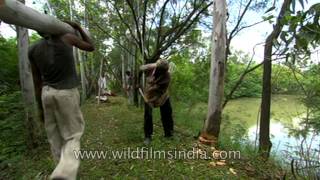 Cutting Eucalyptus trees for industrial use [upl. by Devi]