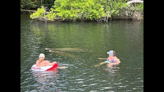 Manatee swimming with Maureen in Homosassa Springs [upl. by Phyllys]