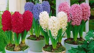 How to Plant Prepared Hyacinths WinterSpring Guide [upl. by Jaynell]