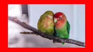 Relaxing Music For Birds 5 hrs █ calming music for budgies parrots parakeets lovebirds cockatiels [upl. by Enilrae]