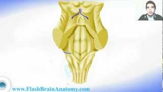 Medulla Oblongata And 4th Ventricle Anatomy [upl. by Acinonrev]