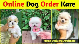 Online dog kaise kharide  Teacup Pomeranian dog  How to buy a dog online  Online Dog buy kare [upl. by Kirbie]