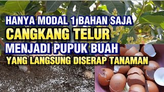 Cara Membuat Pupuk Organik Perangsang Buah Dari Cangkang Telur Manfaat Cangkang Telur Untuk Tanaman [upl. by Jacquenette]