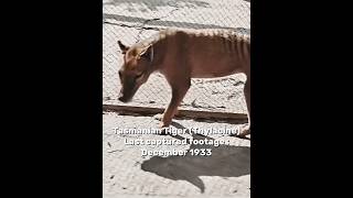 Last footages of extinct animals edit extinctanimals thylacine rhinoceros [upl. by Flemings]