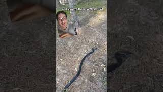 Rat snake surprise attack [upl. by Kassaraba661]