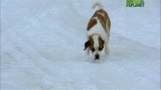 Dogs 101  Saint Bernard [upl. by Blau]