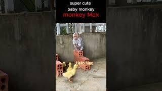 The beautiful friendship of monkey Max and ducklingmonkey funnyanimal Short [upl. by Kidder]