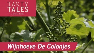 WIJNHOEVE DE COLONJES Groesbeek • One of the larger vineyards in The Netherlands • Tasty Tales [upl. by Tracey]