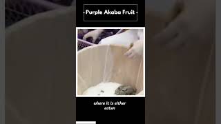 EXOTIC FRUITS YOU HAVE NEVER KNOWN  PURPLE AKEBI [upl. by Ardnasella]