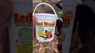 Easy DIY Worm Bin [upl. by Anyah]