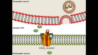 Pentobarbital  Mechanism of Action [upl. by Elrahc]