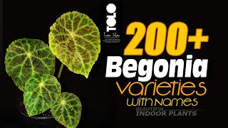 200 Begonia Varieties with names  Types of begonia plants  Begonia Names [upl. by Oleg]