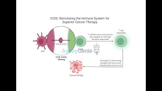 ICOS Stimulating the Immune System for Superior Cancer Therapy [upl. by Alletnahs]