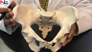 Female Pelvis in Hindi हिंदी  Practical Explanation  Nursing Lecture [upl. by Selene667]