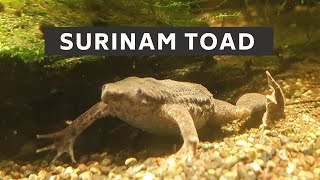 Surinam toad  surinam toad care  surinam toad lifespan  surinam toad reproduction [upl. by Radborne]