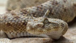 Saharan horned viper 🐍 Most dangerous and biggest snake In the World 🌎 انتہائی زہریلا سانپ [upl. by Amik]