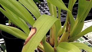 ORCHID CARE  Yellow Leaves and Other Ailments PART 3 Lighting mishaps and Fertilizer leaf burns [upl. by Etnoek]