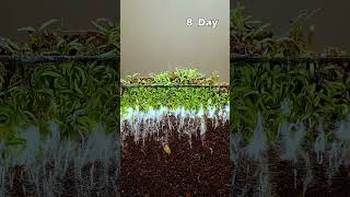 Plant growing in time lapse 15 days [upl. by Sayles]