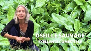 Oseille sauvage  la reconnaître et la cuisiner [upl. by Htezil]