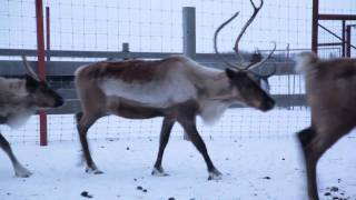 Are Reindeer Real We Found Some [upl. by Lupe]