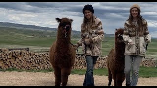 HandShearing Our 17 Alpacas 2021 Shearing [upl. by Htebazila497]