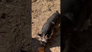 Kunekune Piglet Versus Bread cuteanimals kunekune homesteading [upl. by Aubrie]