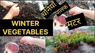 Garden work How To Grow Winter Vegetables in a Containerसानो भाँडा मा हुने सब्जी।। [upl. by Bab]