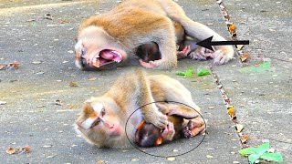 T00exhausted mum Monkey Sarika cant stand with her baby Sariki for continuously demanding milk [upl. by Neeluqcaj705]