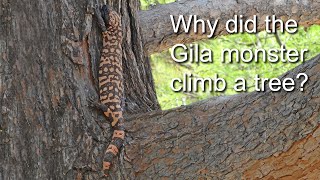 Gila monster Climbs a Tree [upl. by Eibor]