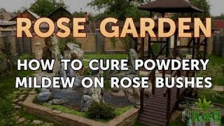 How to Cure Powdery Mildew on Rose Bushes [upl. by Erbe]