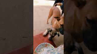 Puppy food dog puppy animals doglover pets puppie puppia cute [upl. by Aihseyn]