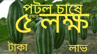 How to grow potalপটল চাষ অধিক লাভ। কিভাবে পটল চাষ করবেন। মাচা পদ্ধতিতে পটল চাষ। [upl. by Llerrat721]