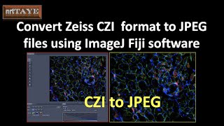 Convert Zeiss CZI format to JPEG files using ImageJ Fiji Software [upl. by Melan]