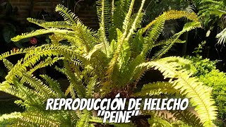 ¿Como reproducir un helecho por división de planta [upl. by Redleh]