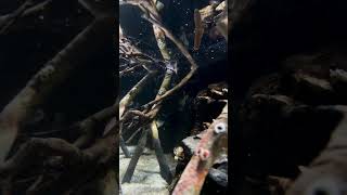 Birch Aquarium Mangrove Moment [upl. by Atekihs899]