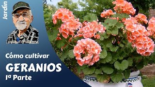 𝗚𝗘𝗥𝗔𝗡𝗜𝗢𝗦 𝟭 COMO CULTIVAR GERANIOS GUIA COMPLETA [upl. by Zitvaa]