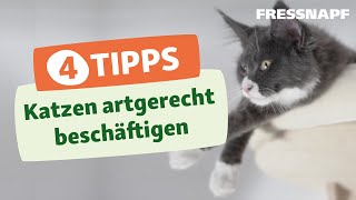 4 Tipps zum Beschäftigen von Katzen  Spielen amp Trainieren [upl. by Zoarah]