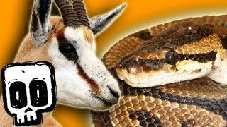 African Rock Python vs Springbok  Deadliest Showdowns  Earth Unplugged [upl. by Ashjian]