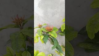 ixora flowering plants [upl. by Oleusnoc]