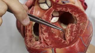 Internal features of left ventricle [upl. by Ahseia]