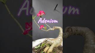 Adenium Bonsai is in Flowering [upl. by Aivato]