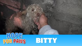 Saving Bitty a scared homeless dog hidden in a sewer tunnel  a must see terrier [upl. by Krisha375]