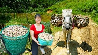 Harvesting Peanuts Goes To The Countryside Market Sell  Vegetable Garden Care  New Free Bushcraft [upl. by Gibbeon632]