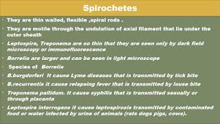 Spirochetes [upl. by Berkman]